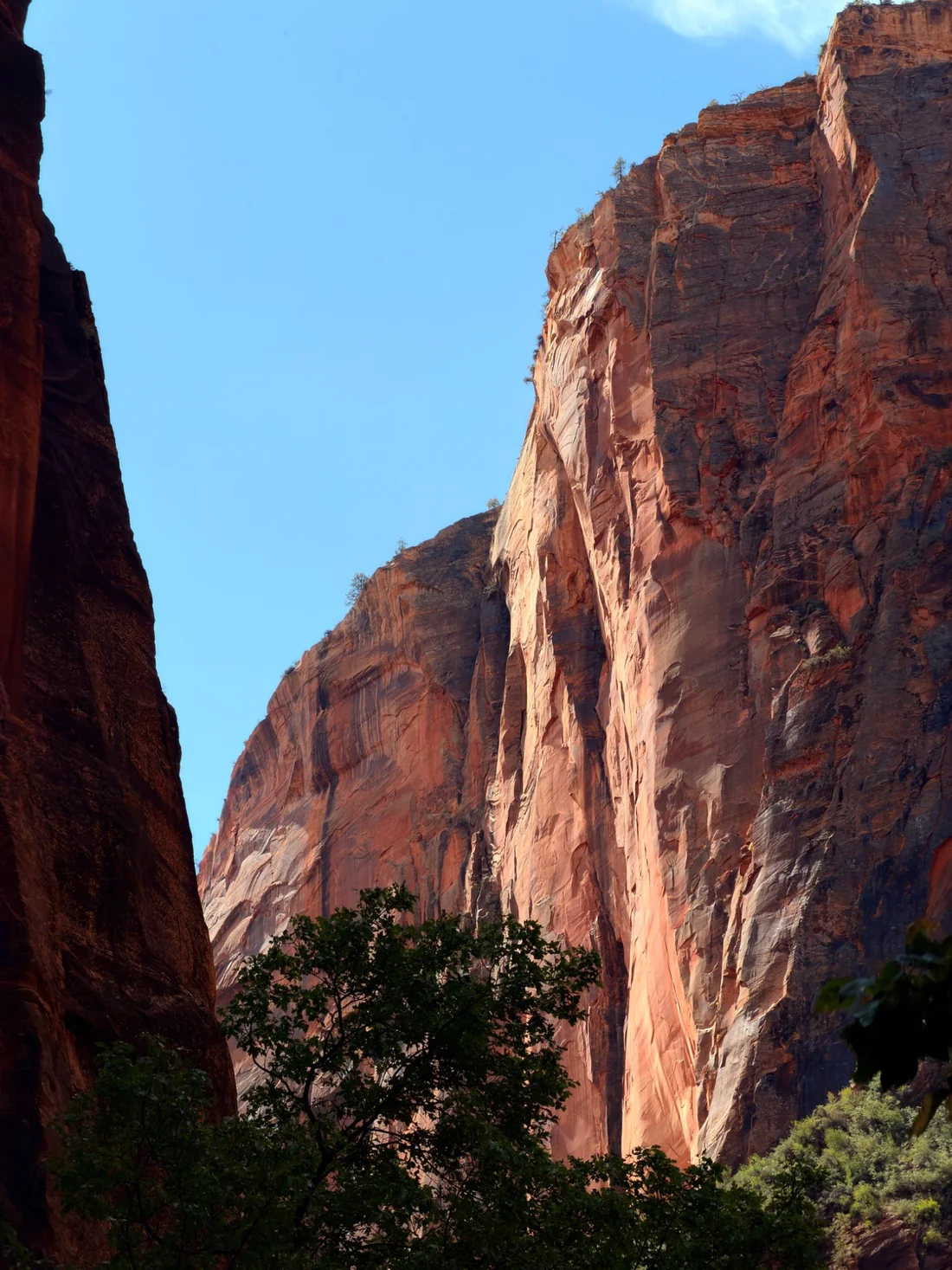 Original photograph of towering sunlit sandstone canyon walls and trees